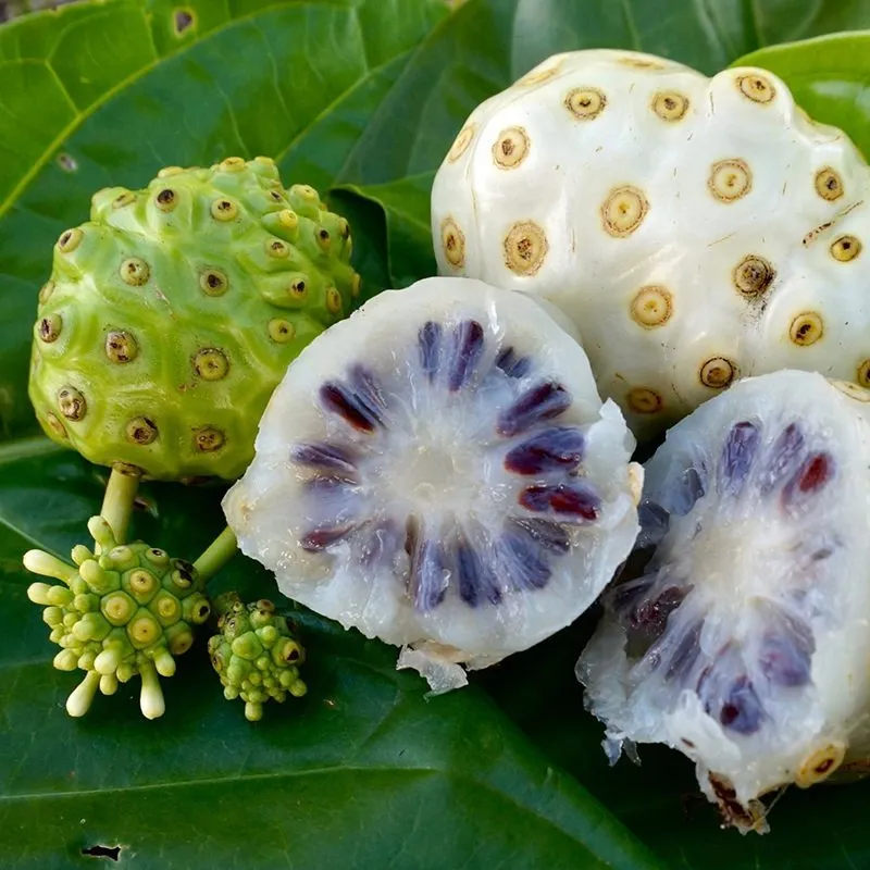 Coco Hill Forest