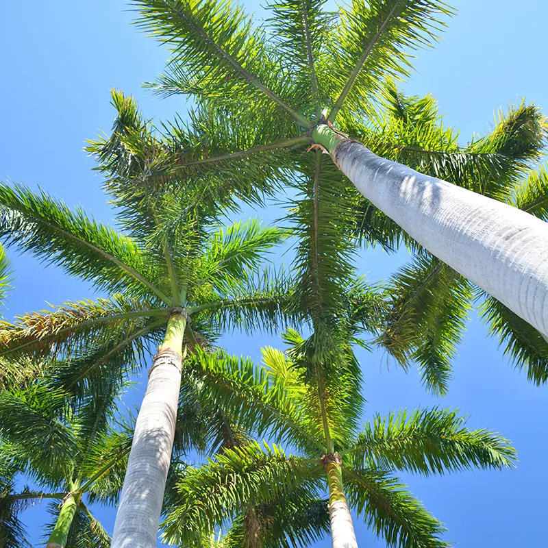 Coco Hill Forest