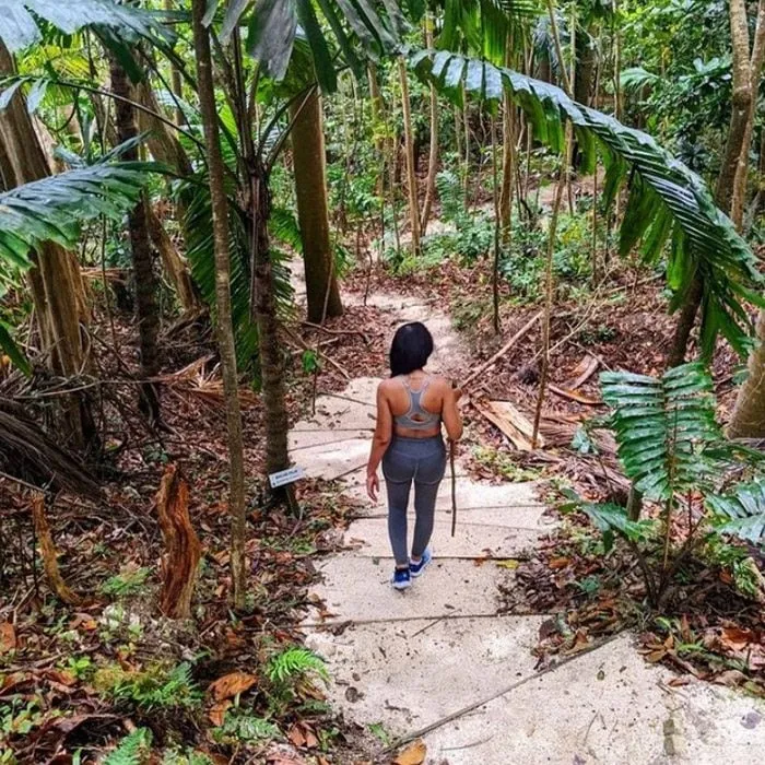 Coco Hill Forest