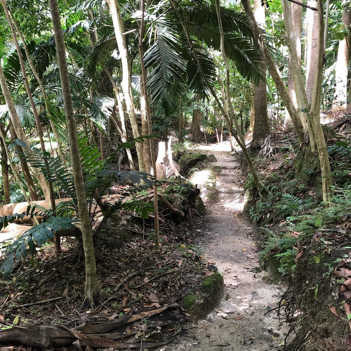 Coco Hill Forest