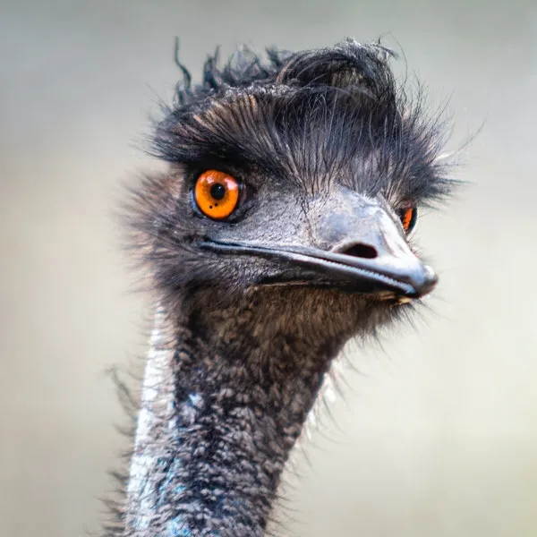 emu