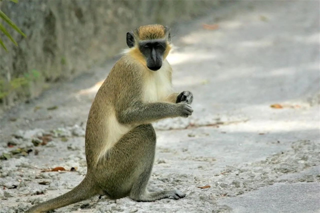 Green monkey