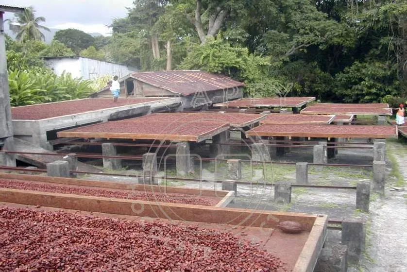 beans from Grenada