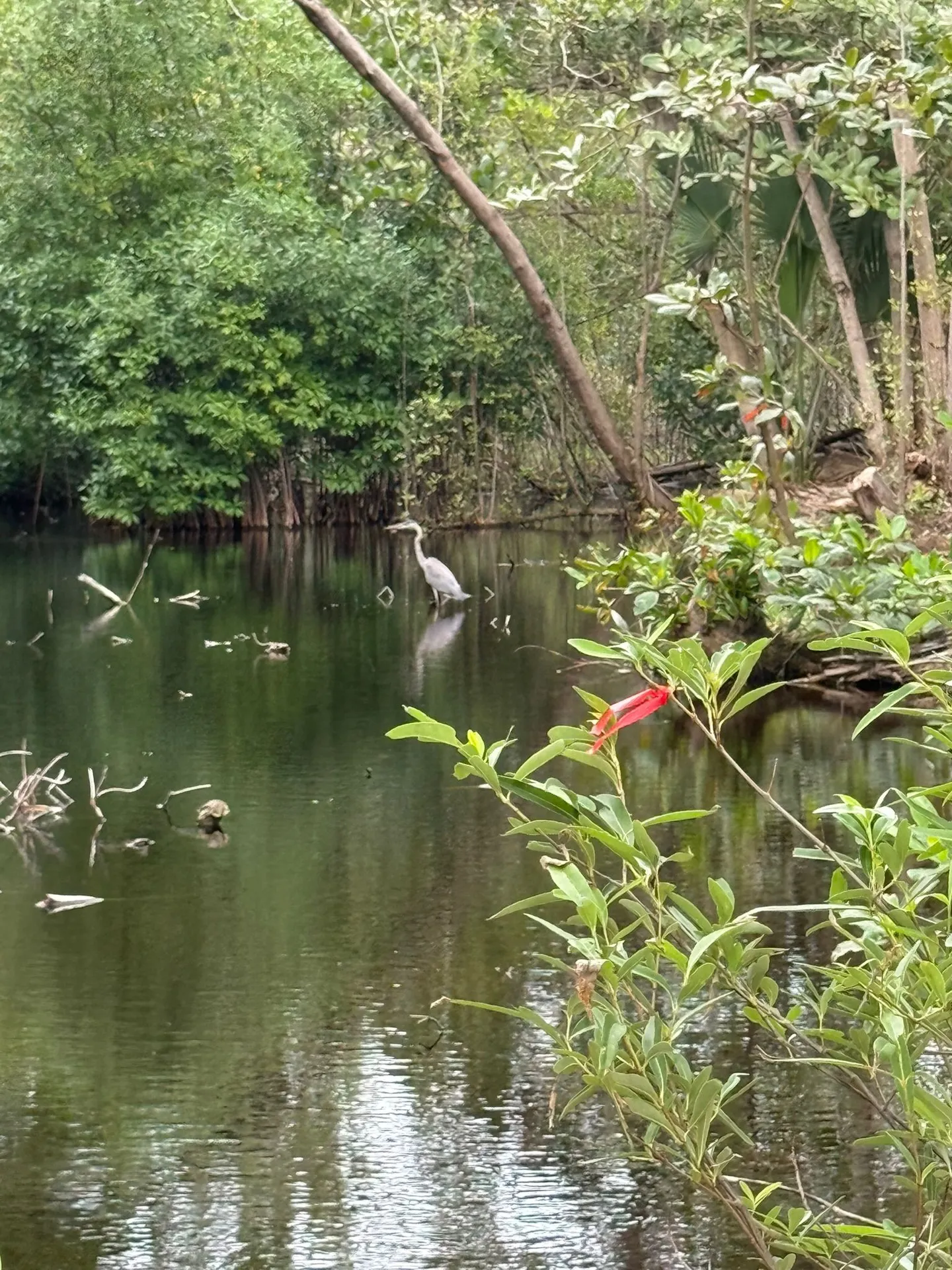 heron in mangrove forest