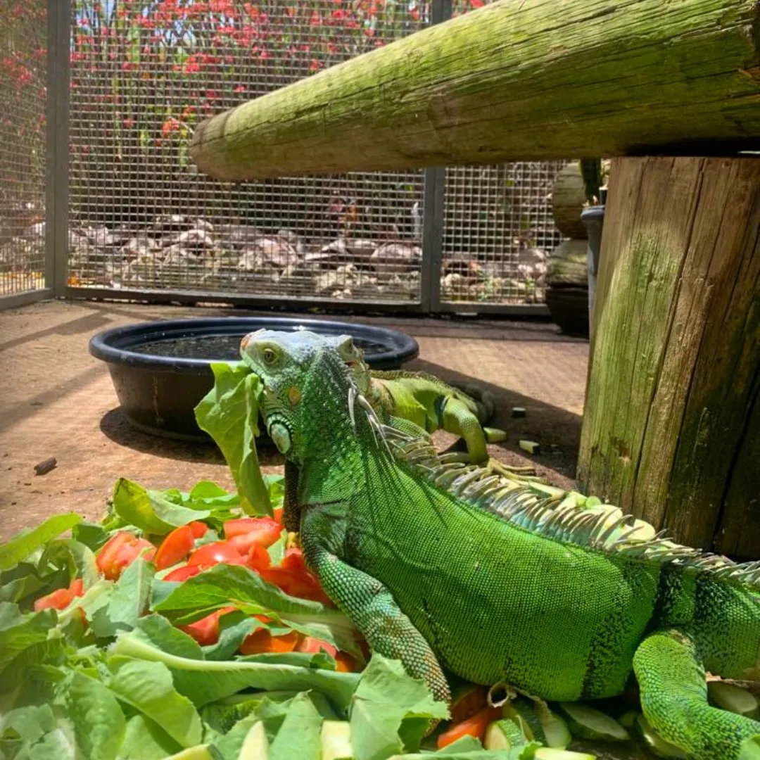 iguana eating