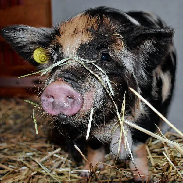 Kune-Kune pig