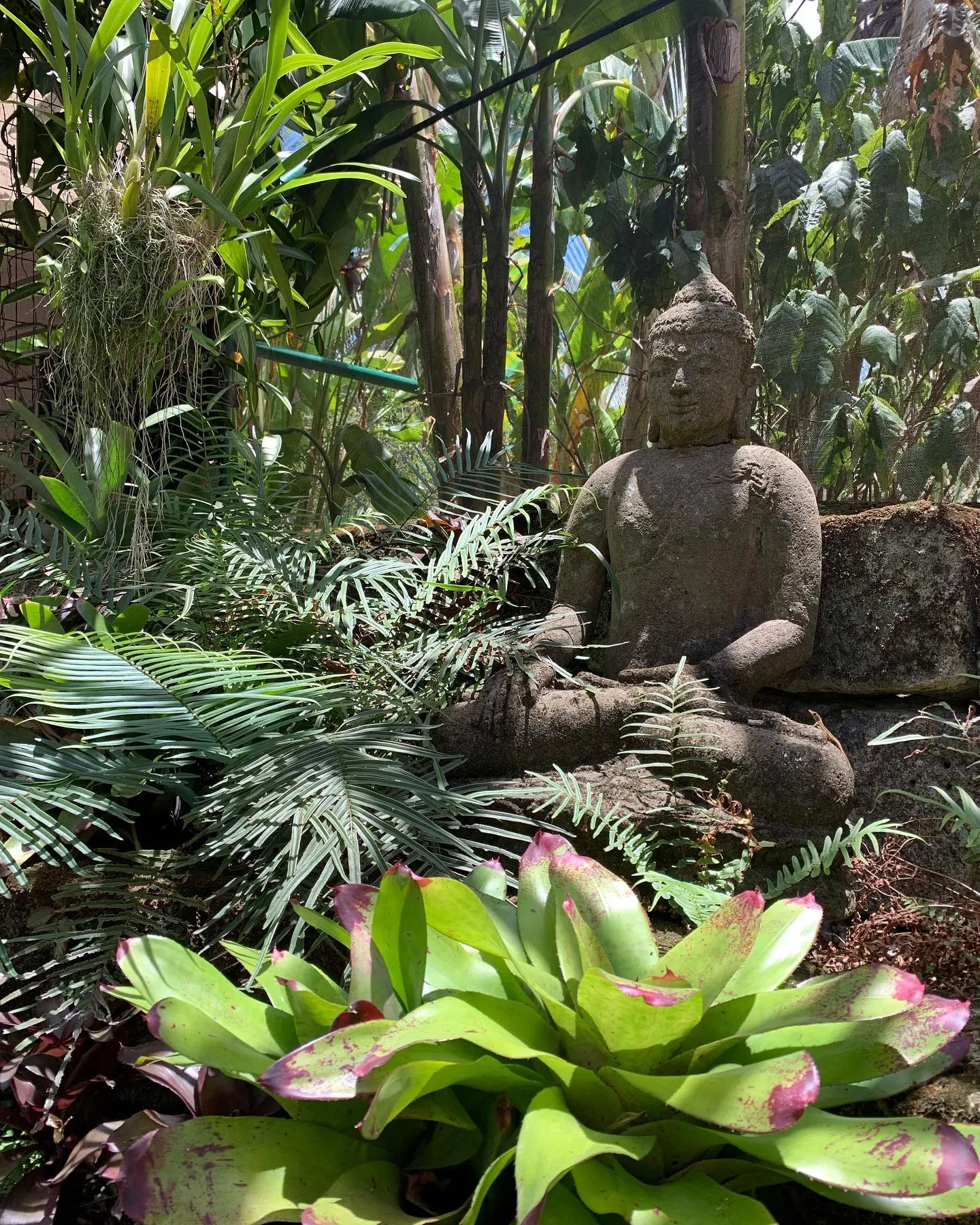 lush vegetation