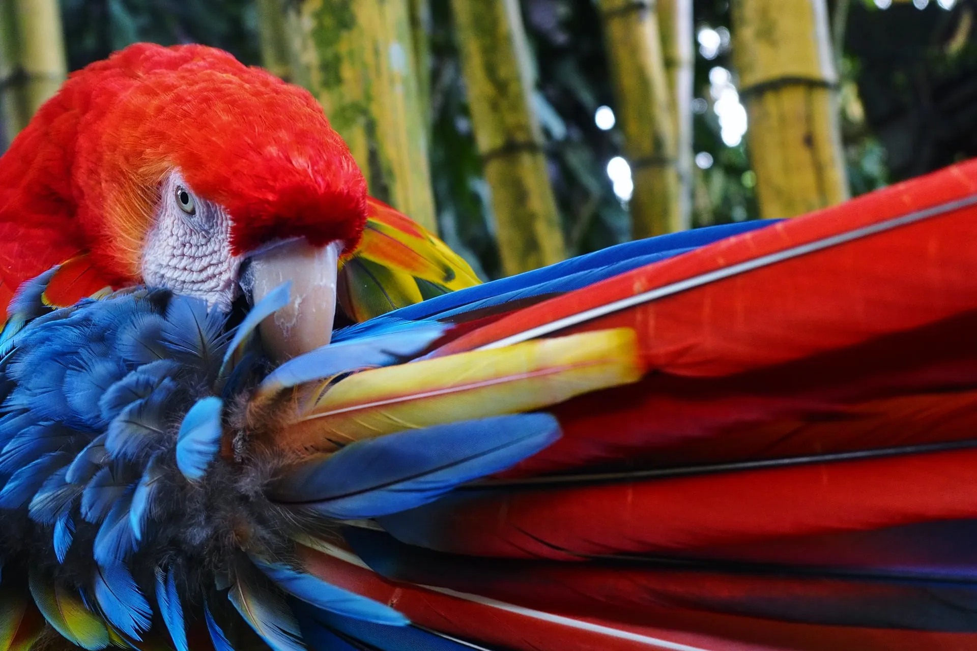 colourful parrot