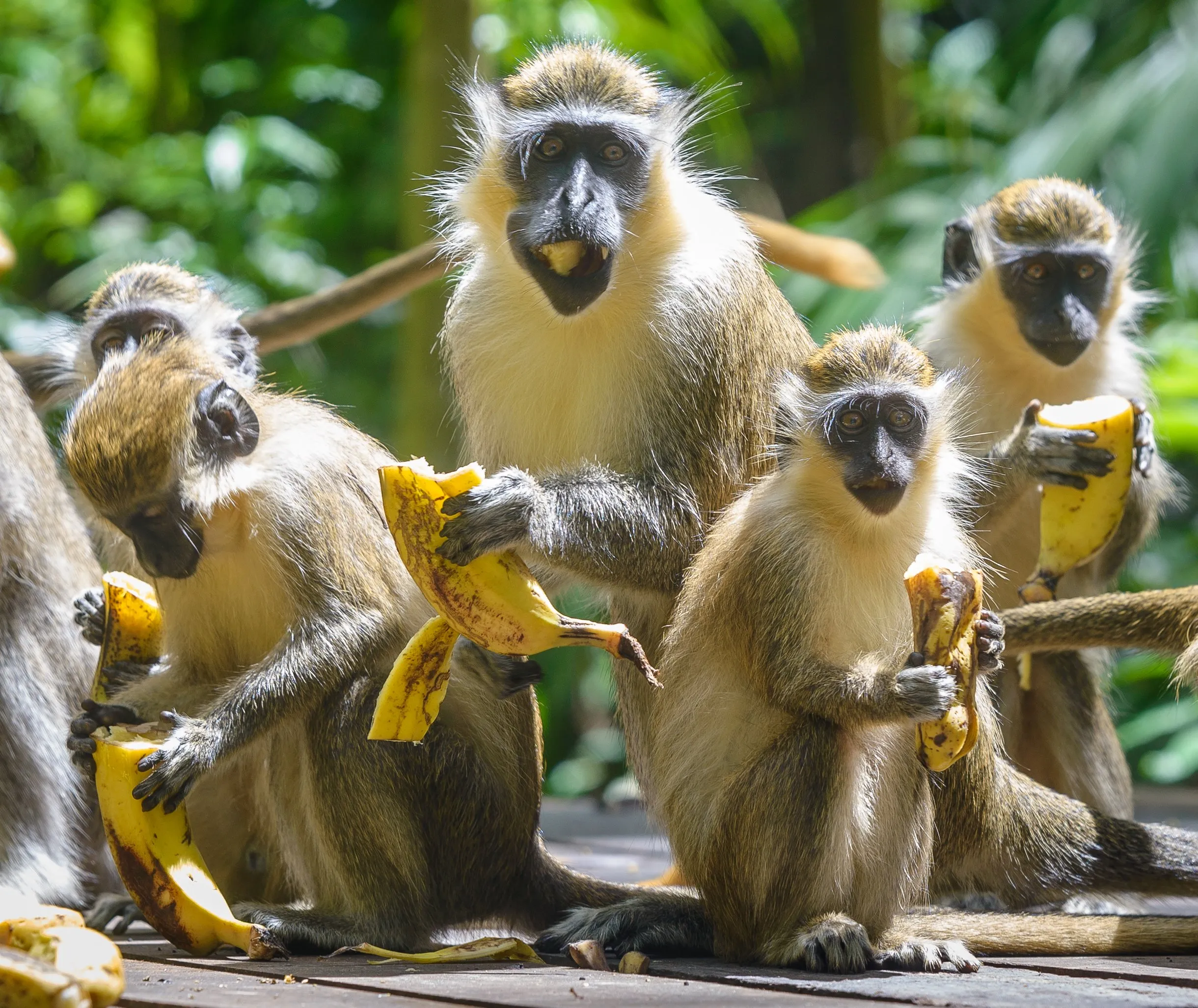 monkeys eating bananas