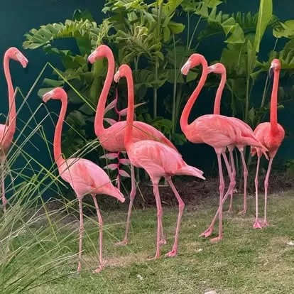 Flamingoes