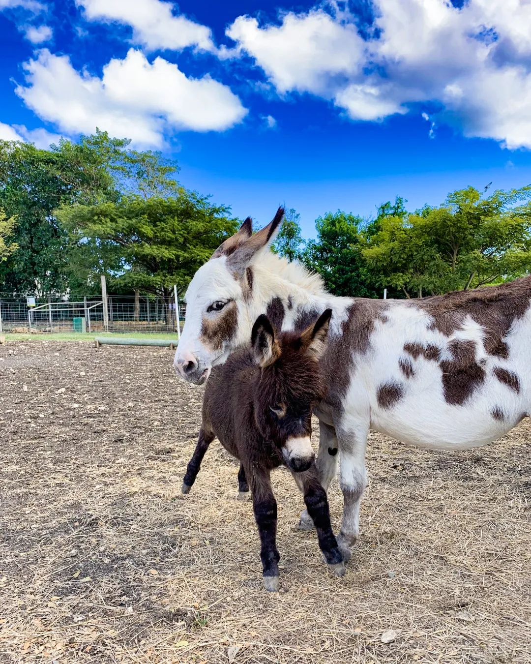 mother and baby donkey