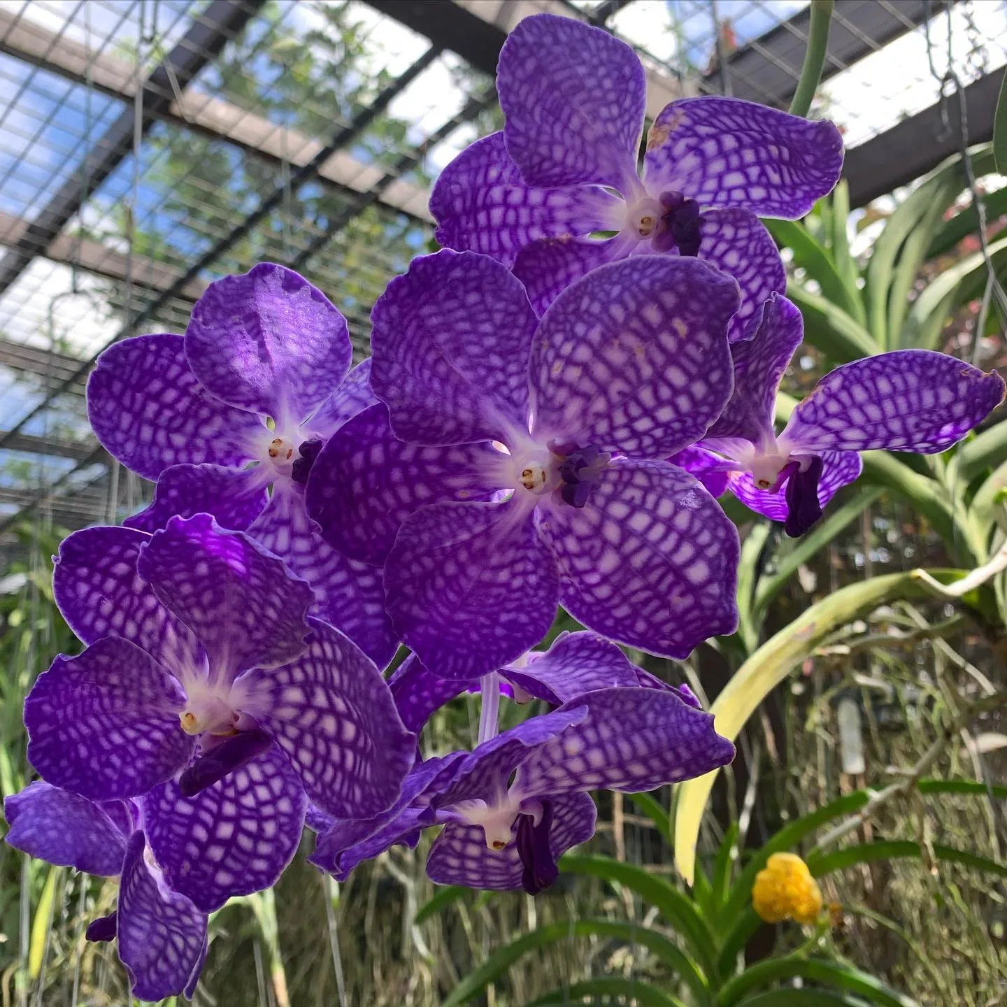 Orchids