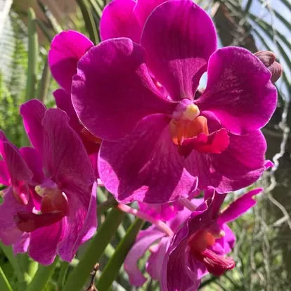 orchid