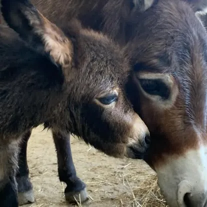 pair of donkeys
