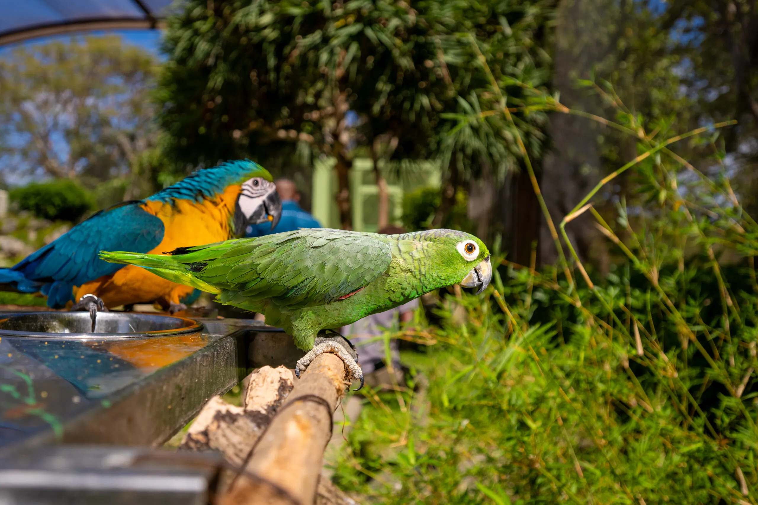 parakeets