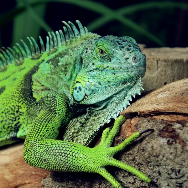 iguano