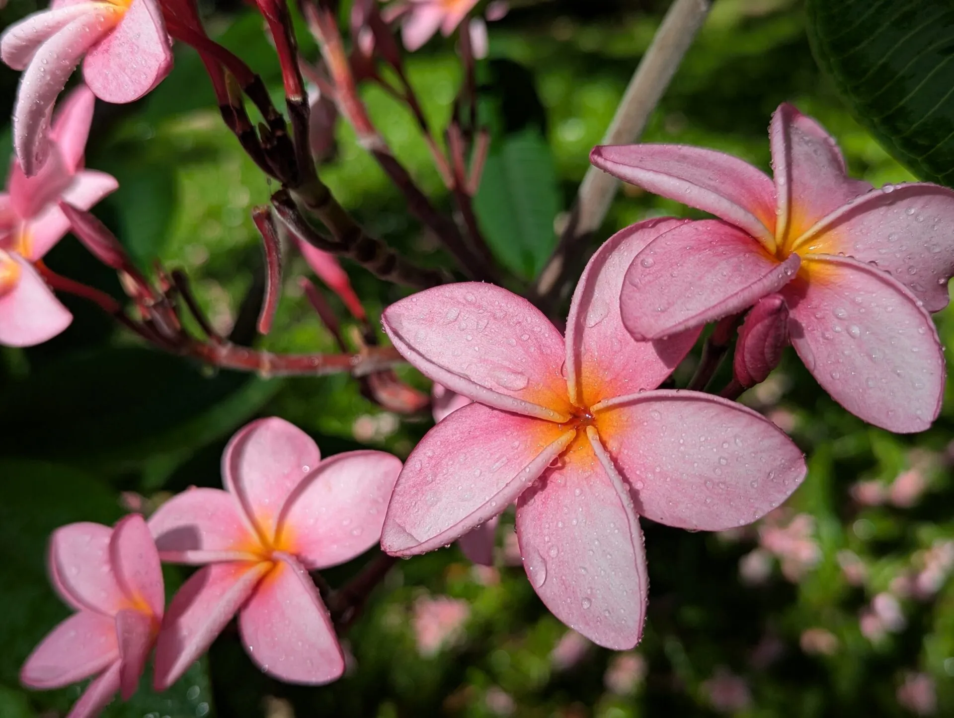 Flowers in the garden