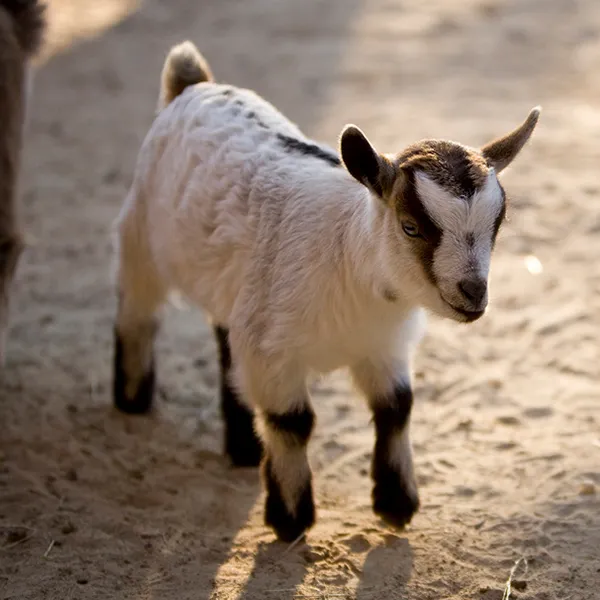 pygmy goat