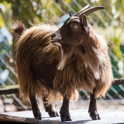 pygmy goat