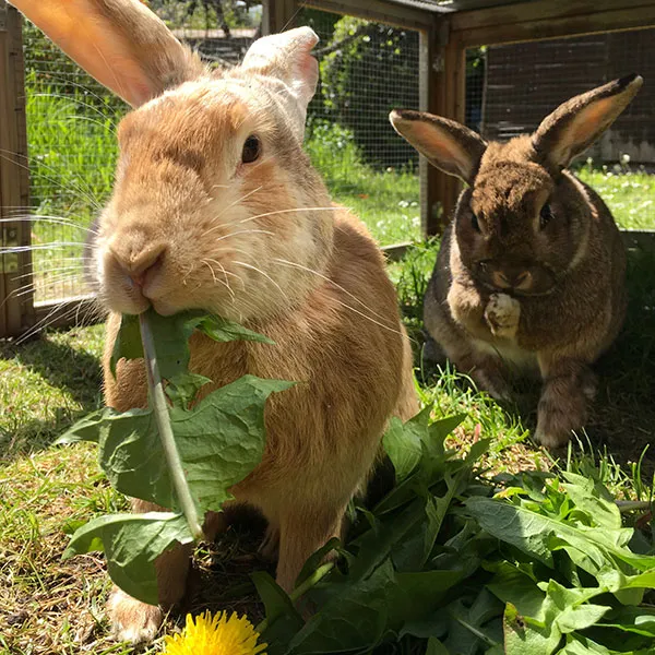 rabbits