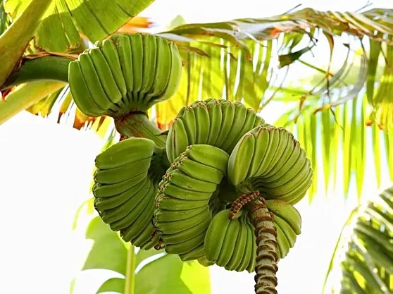 rare bananas