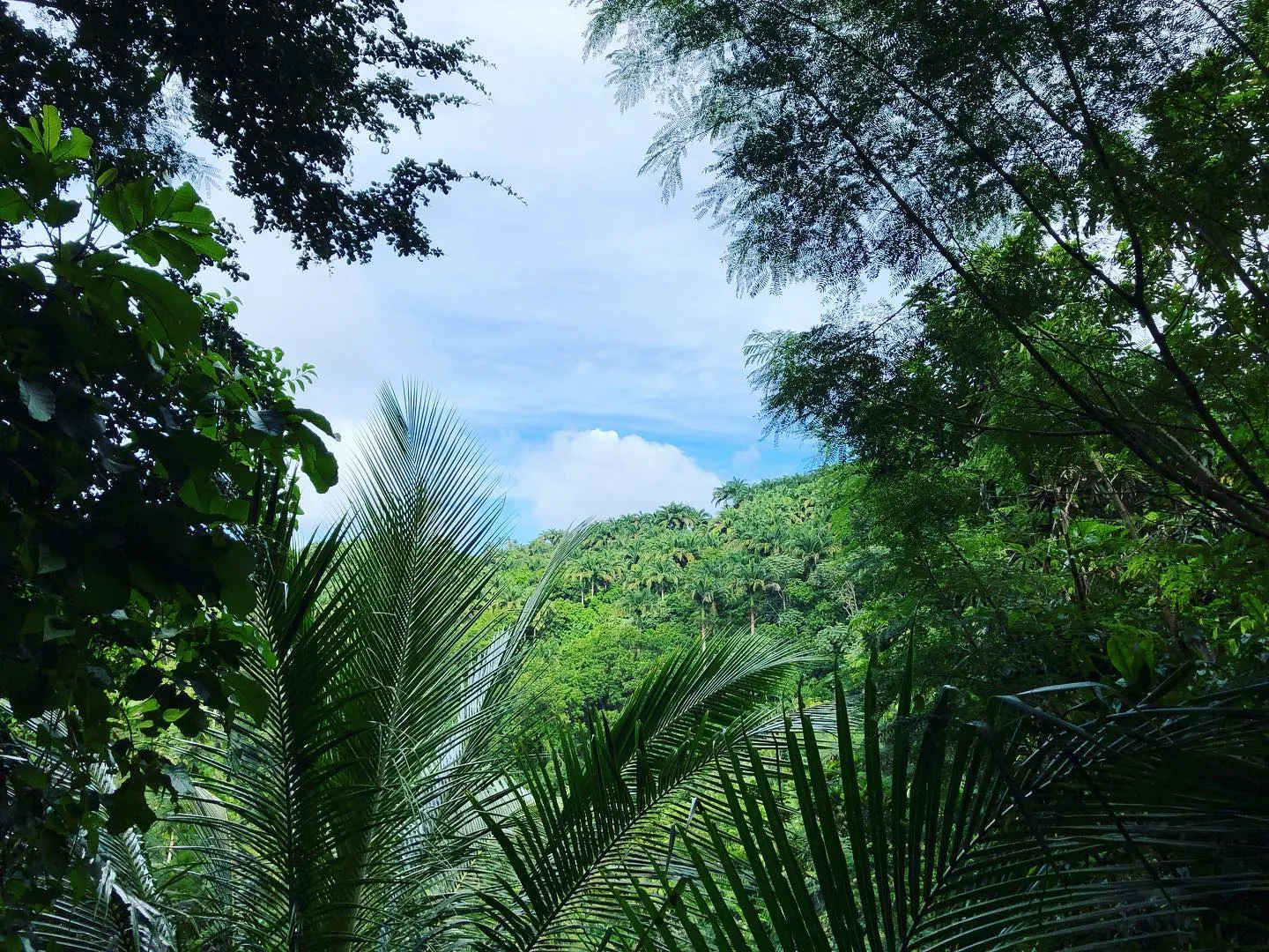 View through the trees