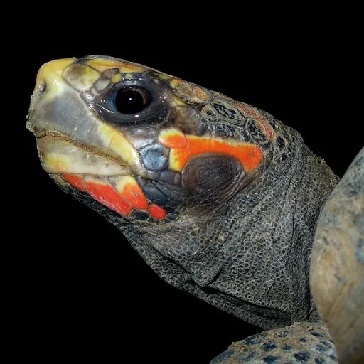 tortoise