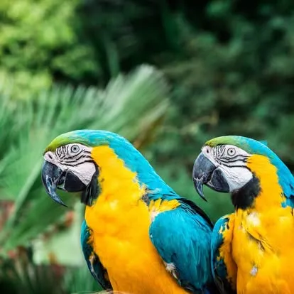 Toucans