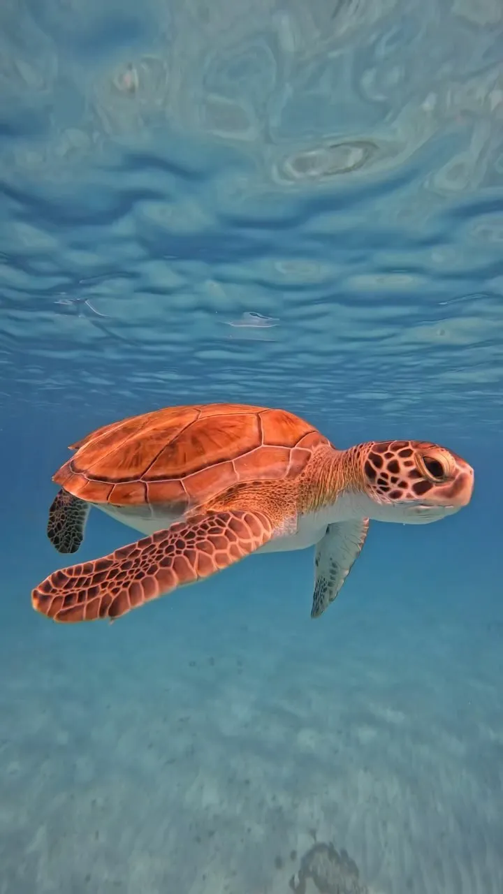 sea turtle