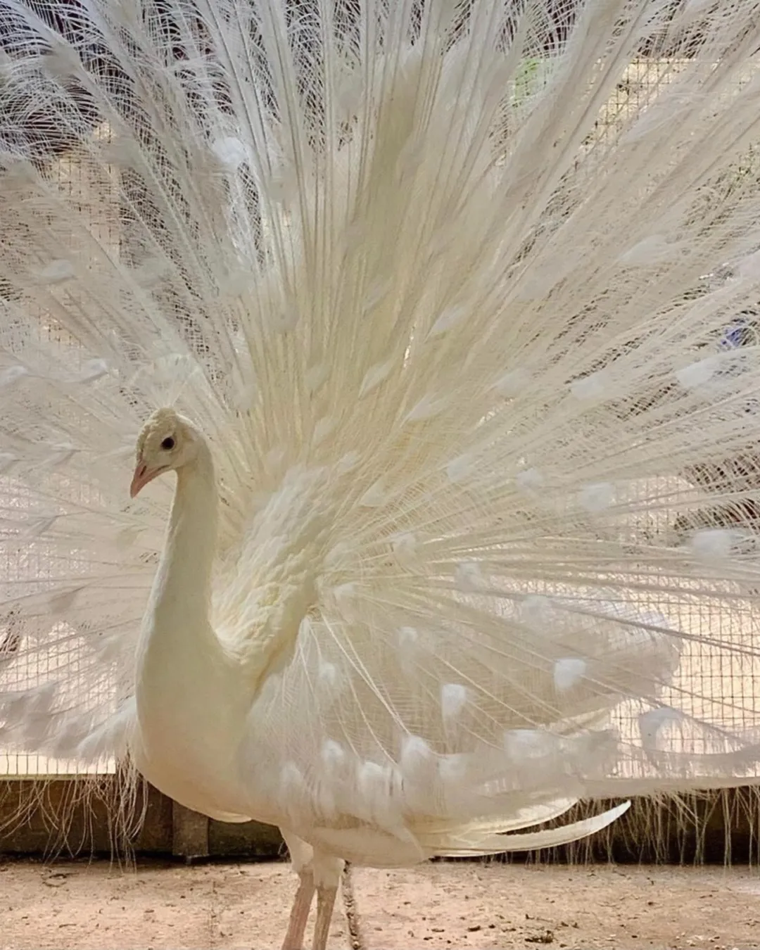 white peacock